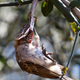Image: Leejiah Dorward/British Ecological Society